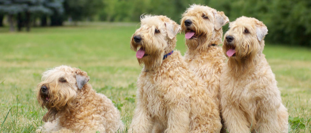 A pack of 4 Soft-Coated Wheaten Terriers snuggles close for a picture on a lawn.