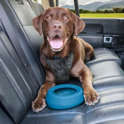 A dog in the back seat of a car with a No-Splash Travel Bowl