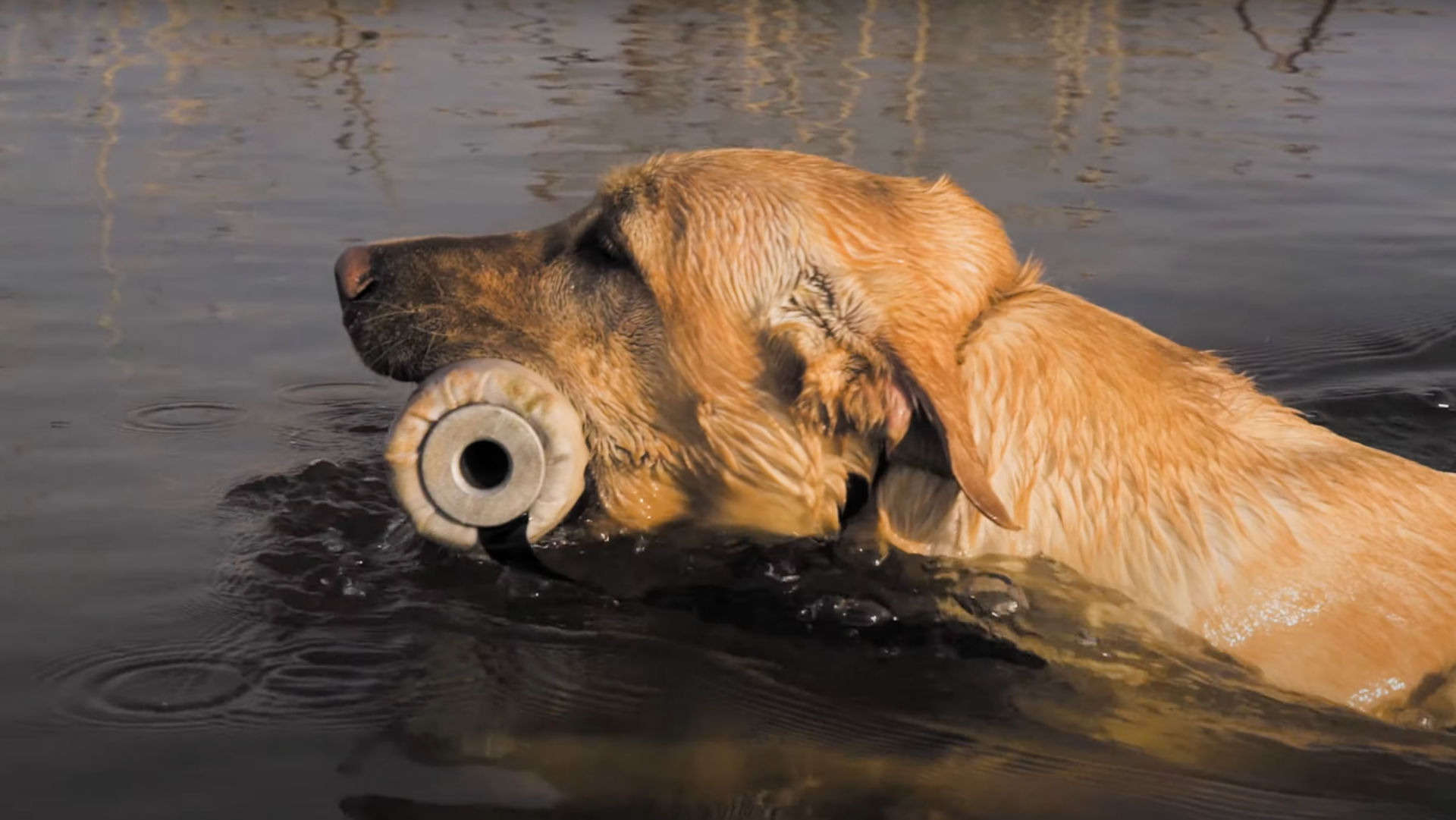 A dog swimming in water with a white training toy in its mouth