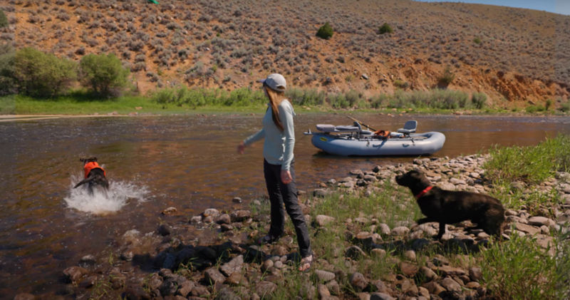 A woman throws a dog toy into a shallow river for her Labrador Retrievers to fetch.