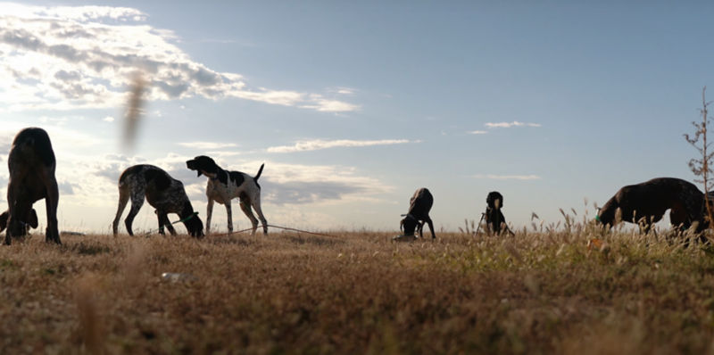 A group of dogs on a travel leash out in the field during a road trip pit stop.