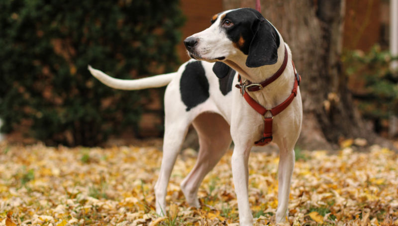 Treeing Walker Coonhound stands on a lawn filled with fallen leaves.