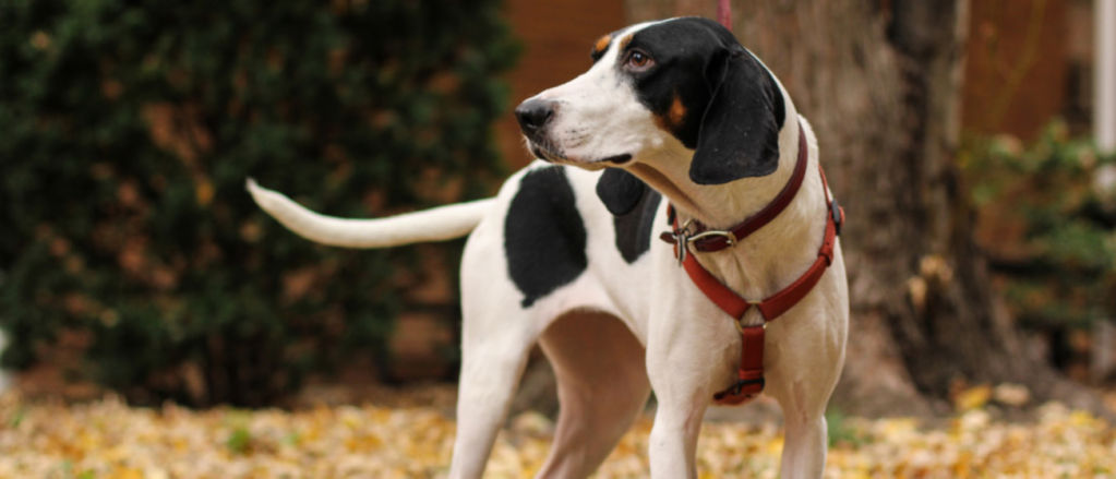 Treeing Walker Coonhound stands on a lawn filled with fallen leaves.