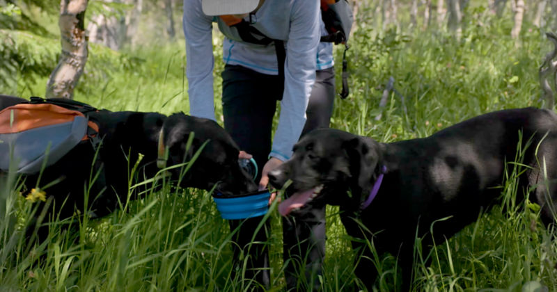 A woman offering her dogs water out of a blue travel bowl