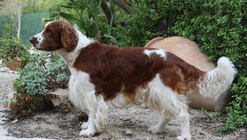 Nervous deals springer spaniel